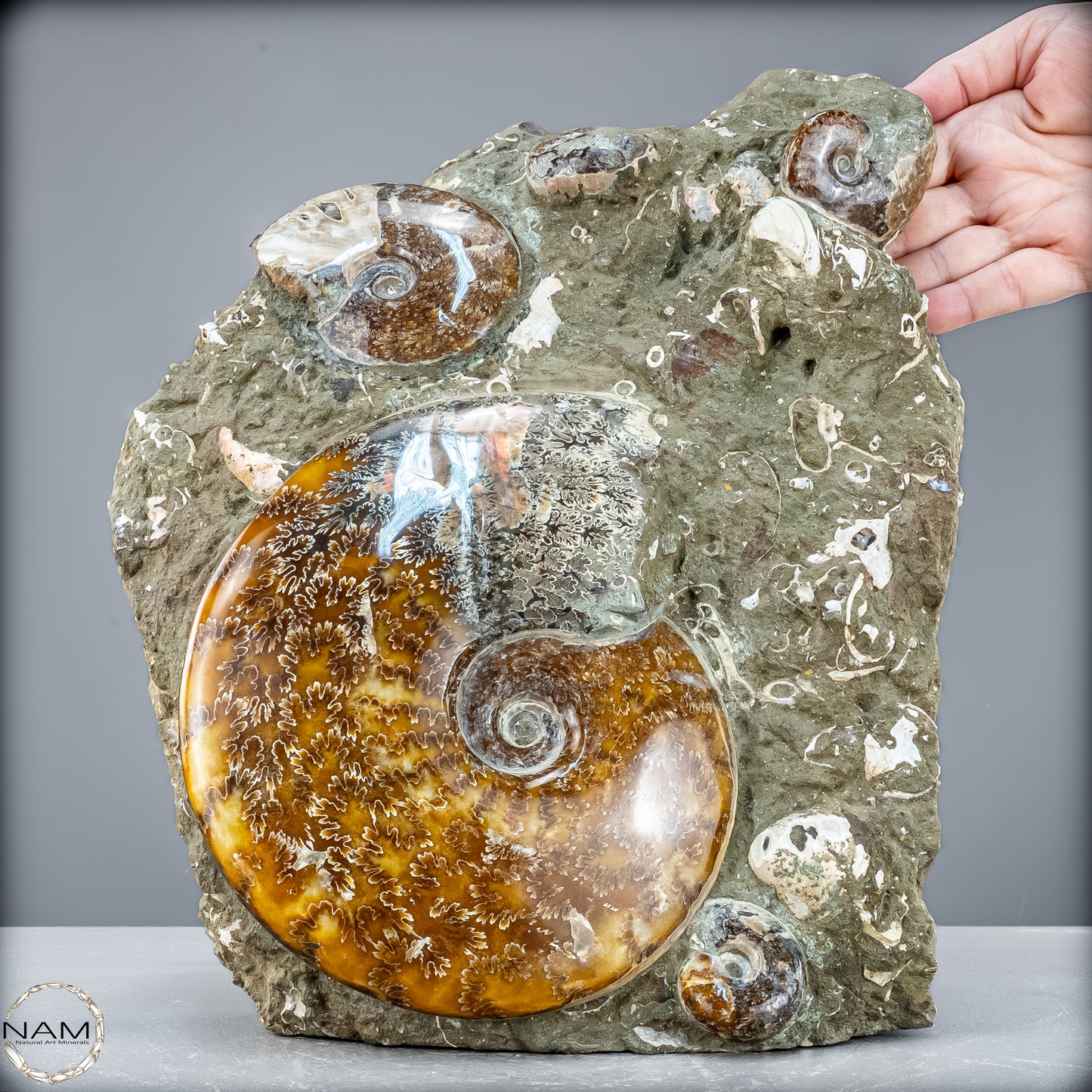 Natürliche Ammoniten der Cleoniceras-Gruppe - 7628,14 g