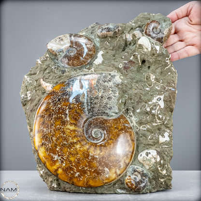 Natürliche Ammoniten der Cleoniceras-Gruppe - 7628,14 g