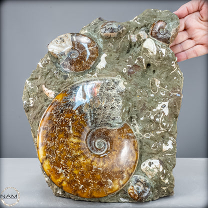 Natürliche Ammoniten der Cleoniceras-Gruppe - 7628,14 g