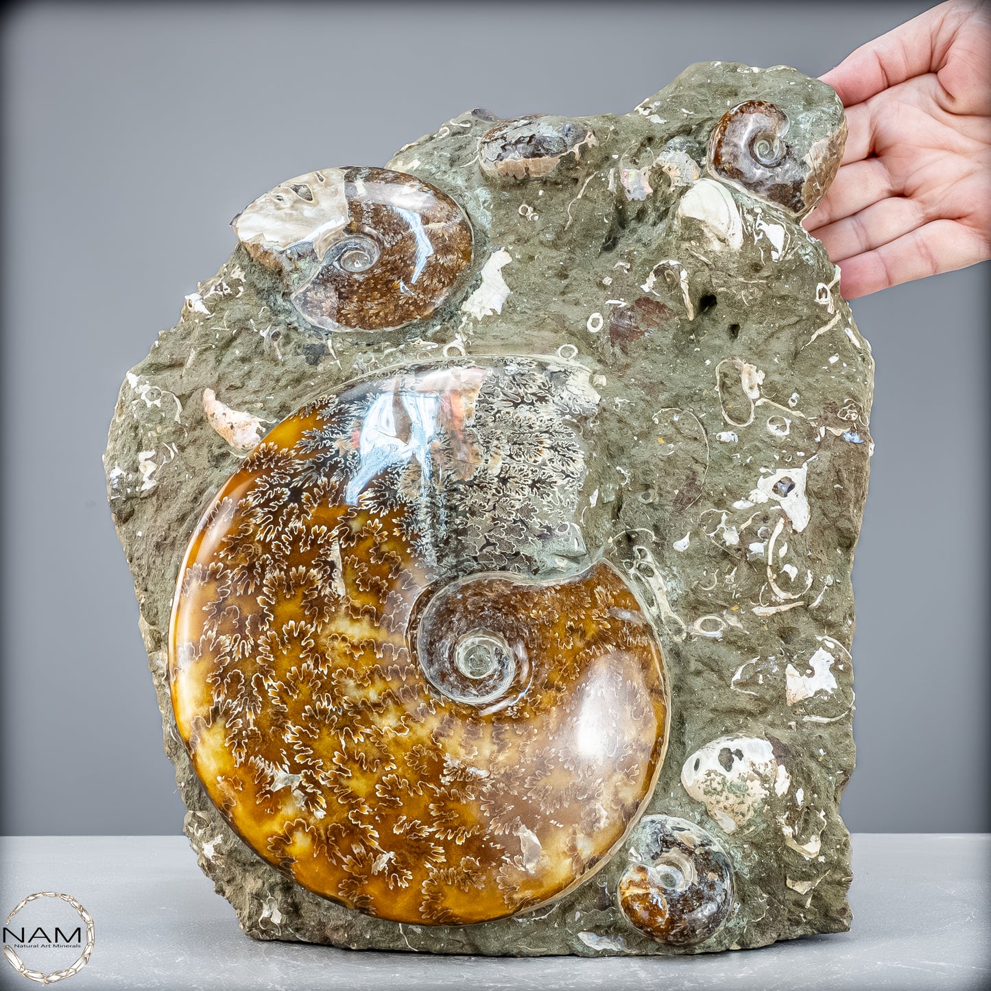 Natürliche Ammoniten der Cleoniceras-Gruppe - 7628,14 g