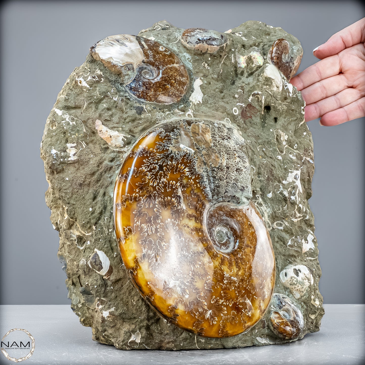 Natürliche Ammoniten der Cleoniceras-Gruppe - 7628,14 g