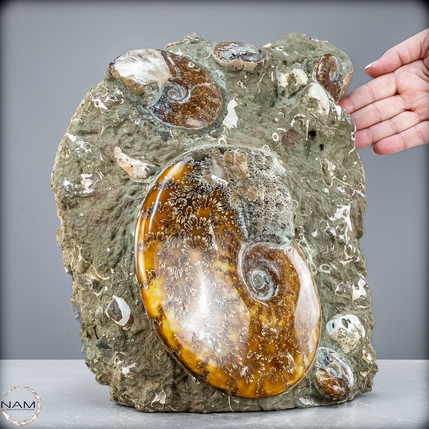 Natürliche Ammoniten der Cleoniceras-Gruppe - 7628,14 g