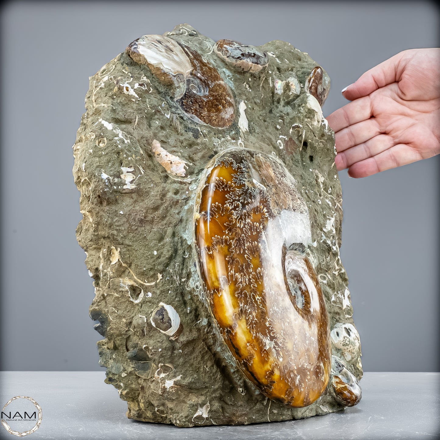 Natürliche Ammoniten der Cleoniceras-Gruppe - 7628,14 g