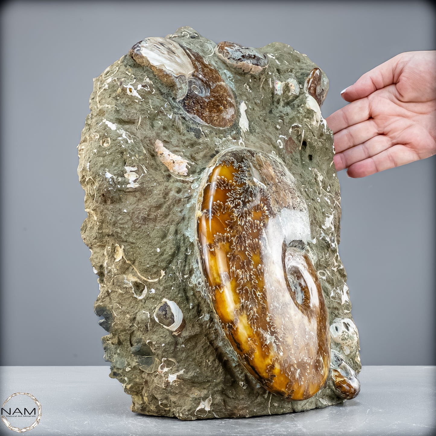 Natürliche Ammoniten der Cleoniceras-Gruppe - 7628,14 g