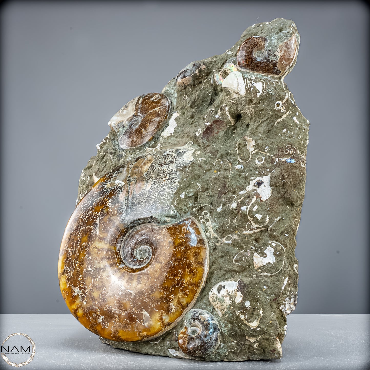 Natürliche Ammoniten der Cleoniceras-Gruppe - 7628,14 g