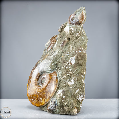 Natürliche Ammoniten der Cleoniceras-Gruppe - 7628,14 g