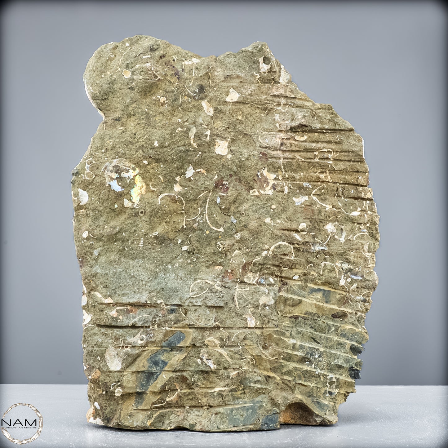 Natürliche Ammoniten der Cleoniceras-Gruppe - 7628,14 g