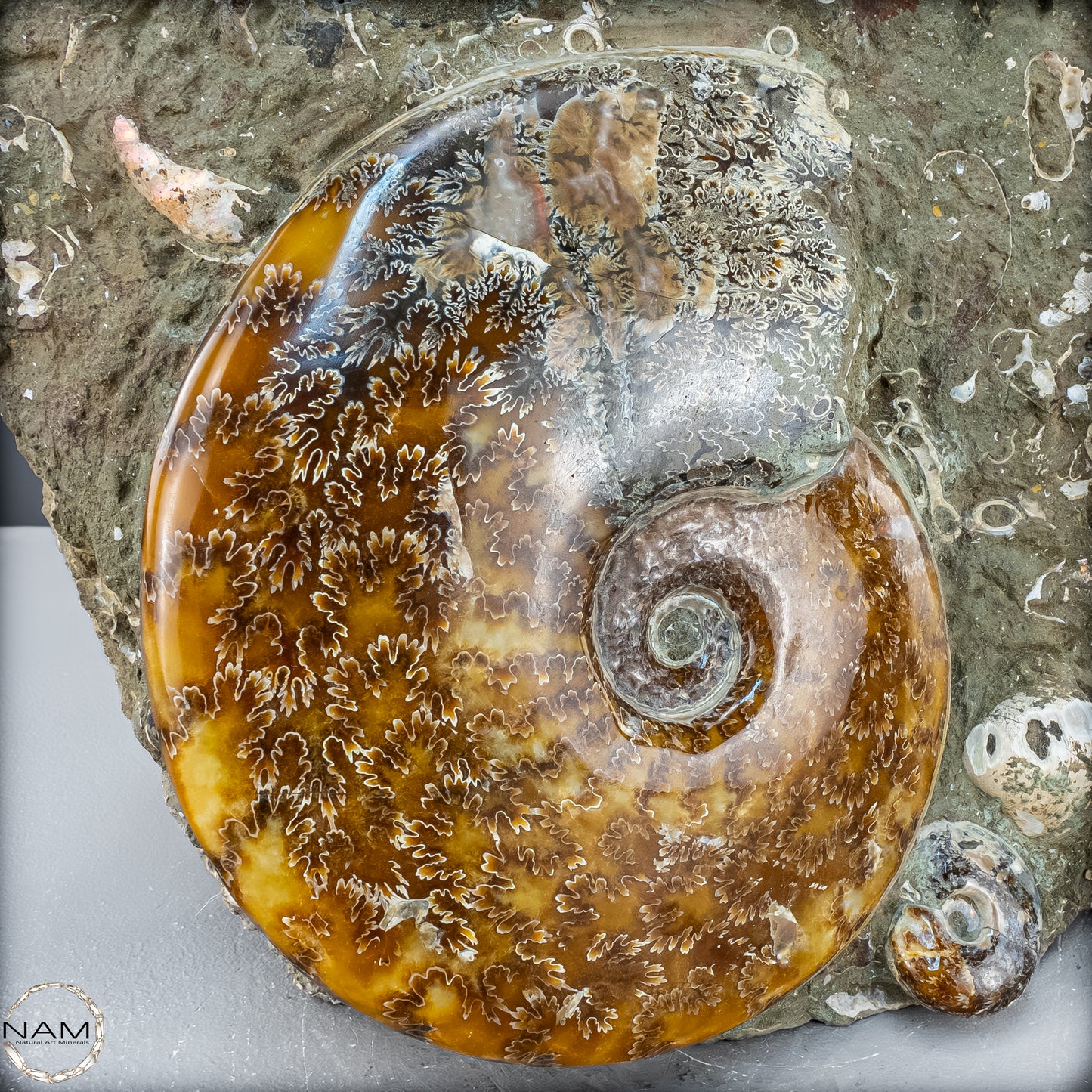 Natürliche Ammoniten der Cleoniceras-Gruppe - 7628,14 g