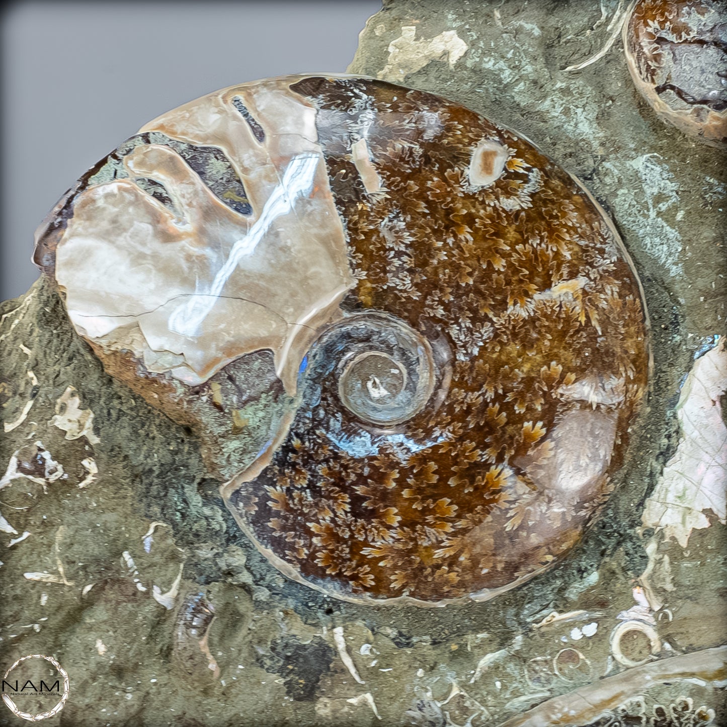 Natürliche Ammoniten der Cleoniceras-Gruppe - 7628,14 g