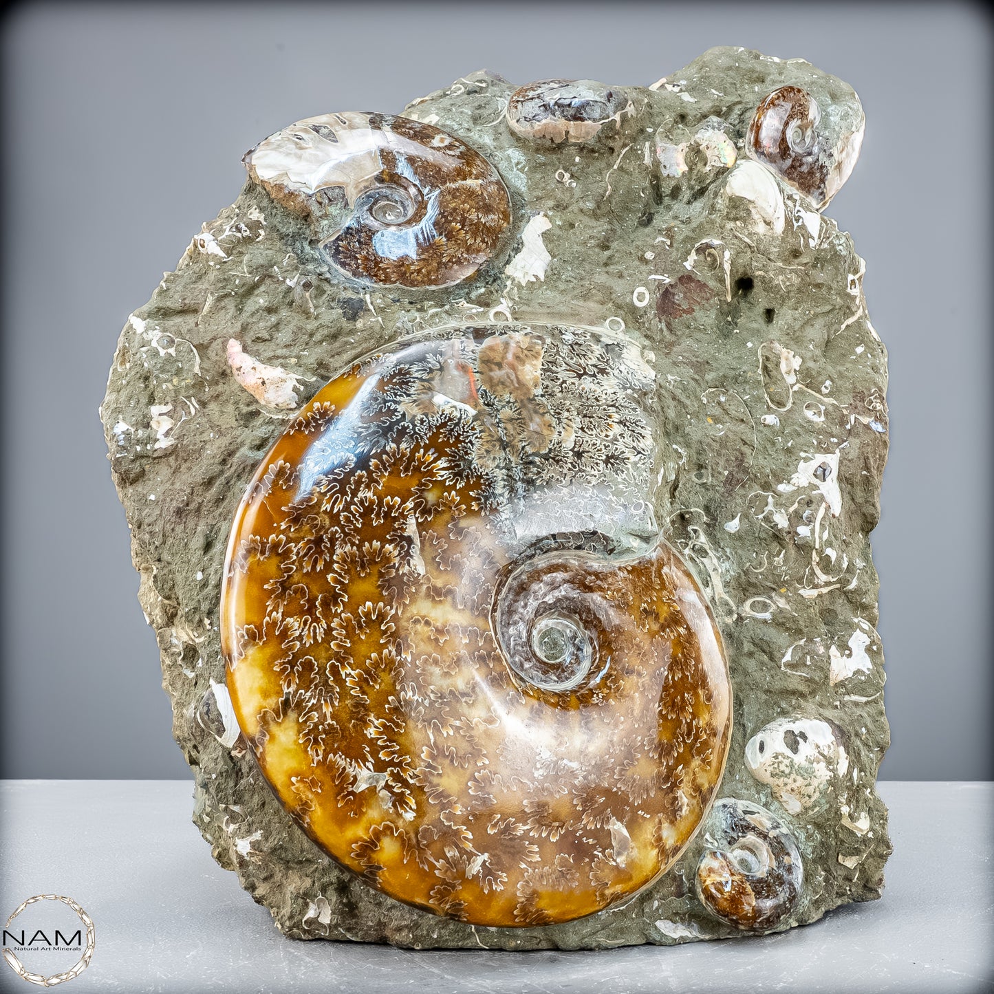 Natürliche Ammoniten der Cleoniceras-Gruppe - 7628,14 g