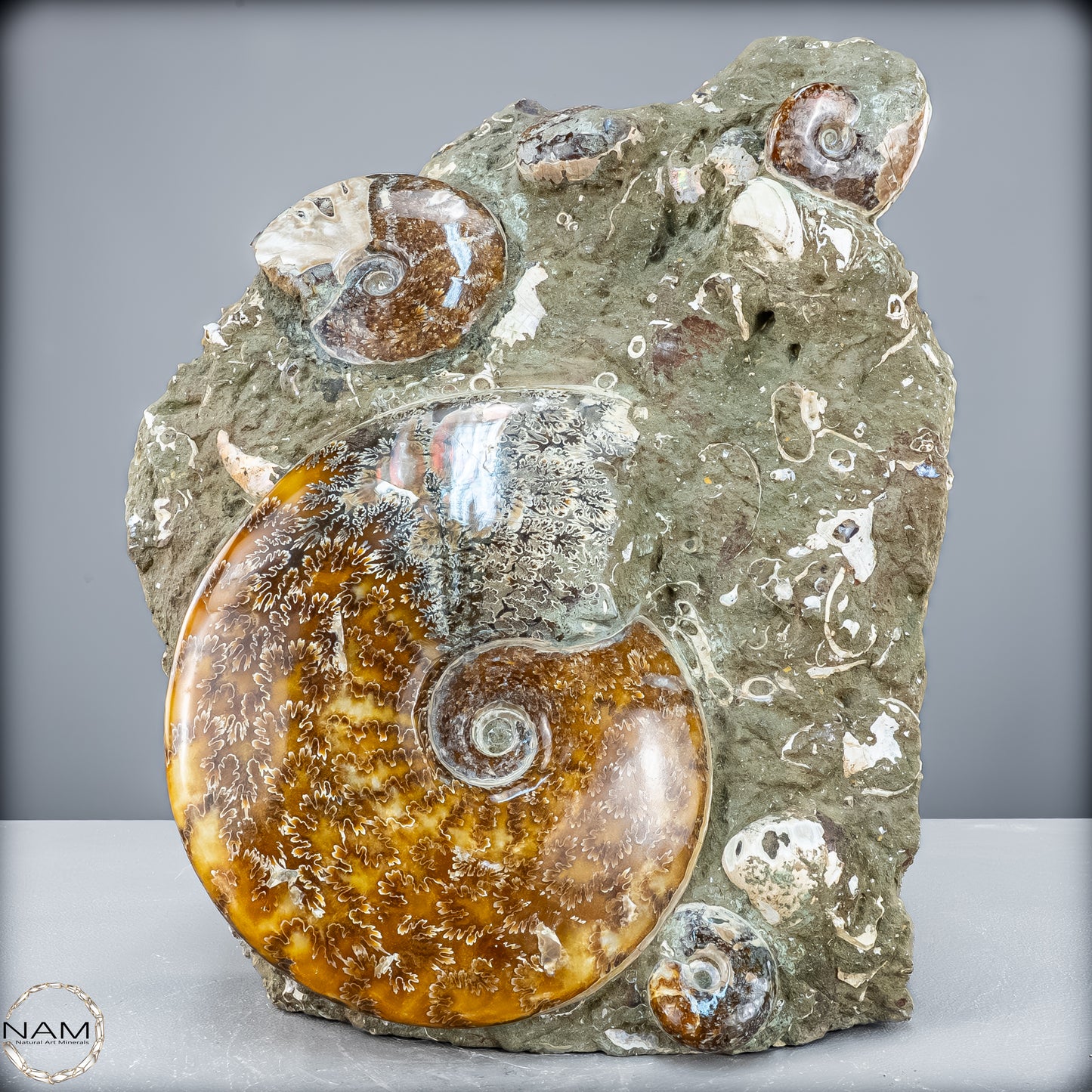 Natürliche Ammoniten der Cleoniceras-Gruppe - 7628,14 g