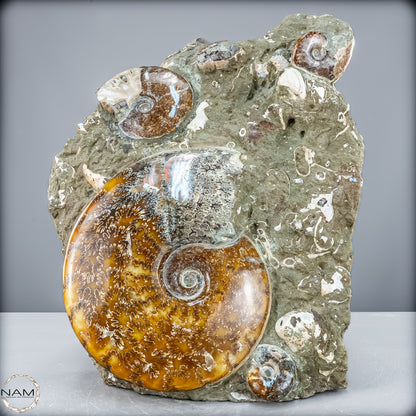 Natürliche Ammoniten der Cleoniceras-Gruppe - 7628,14 g