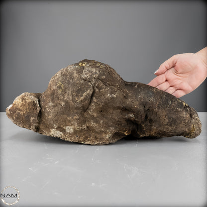 Naturlicher Blau-Roter Bernstein aus Indonesien - 6248,49 g