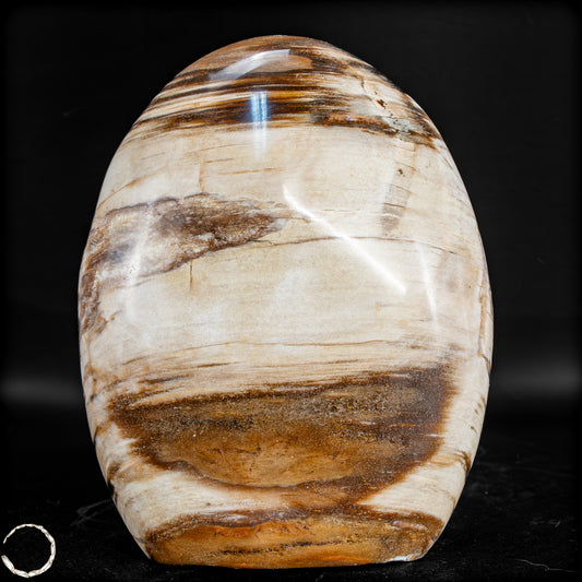 Natürliche Kristall-Freiform aus Versteinertem Holz  - 826,77 g