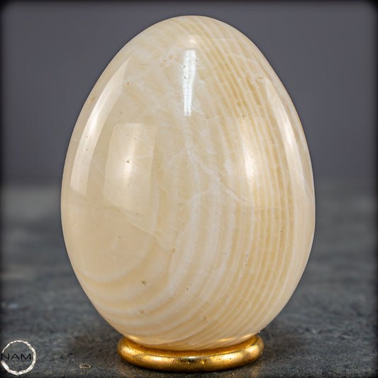 Fossile Tridacna (Riesenmuschel) als Ei - 198,75g