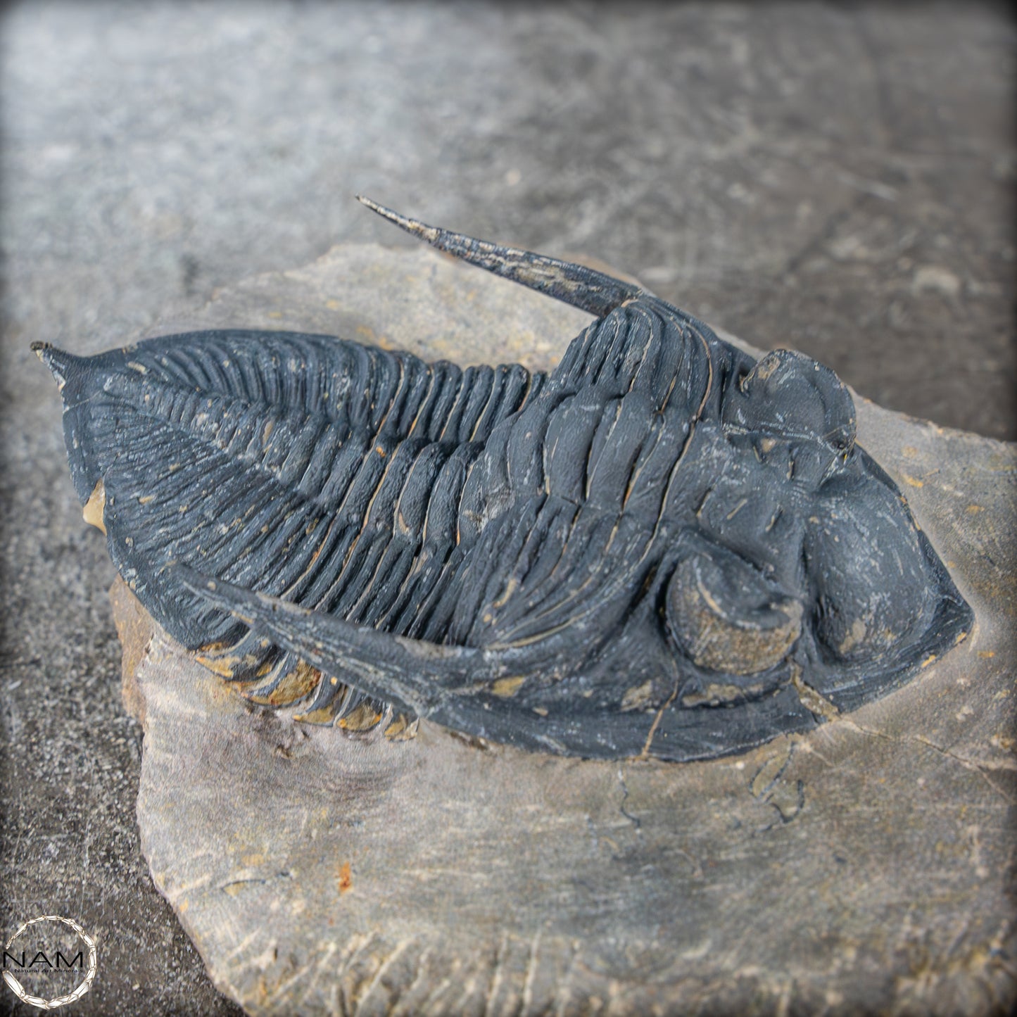 Sehr gut erhaltenes Trilobit Fossil - Hollardops mesocristata, Marokko - 202,81g