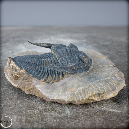 Sehr gut erhaltenes Trilobit Fossil - Hollardops mesocristata, Marokko - 202,81g