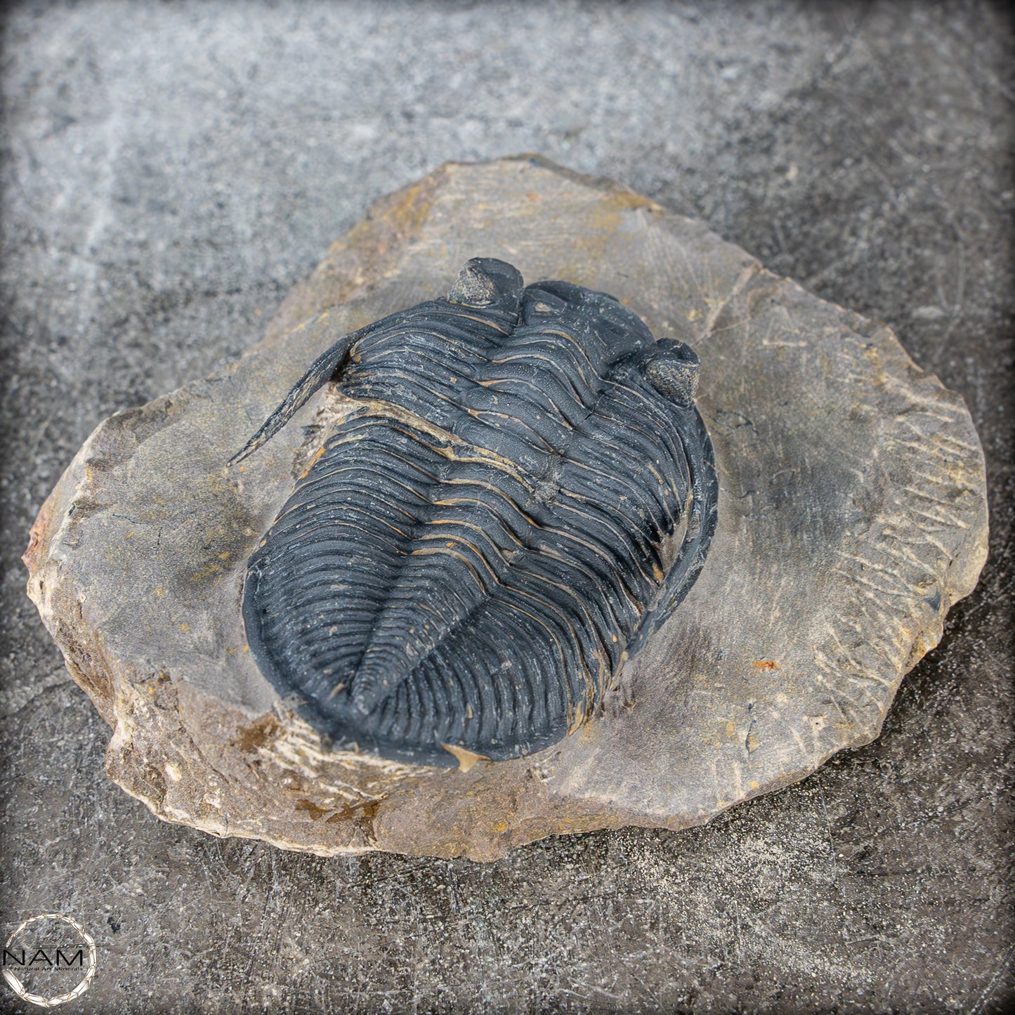 Sehr gut erhaltenes Trilobit Fossil - Hollardops mesocristata, Marokko - 202,81g