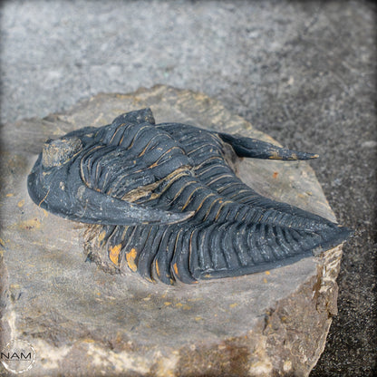 Sehr gut erhaltenes Trilobit Fossil - Hollardops mesocristata, Marokko - 202,81g