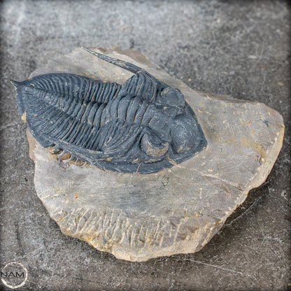 Sehr gut erhaltenes Trilobit Fossil - Hollardops mesocristata, Marokko - 202,81g