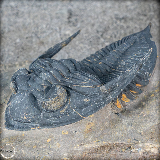 Sehr gut erhaltenes Trilobit Fossil - Hollardops mesocristata, Marokko - 202,81g