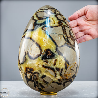 Natürliches Großes Septarien Druse Ei mit Calcit Kristallen - 6536,78 g