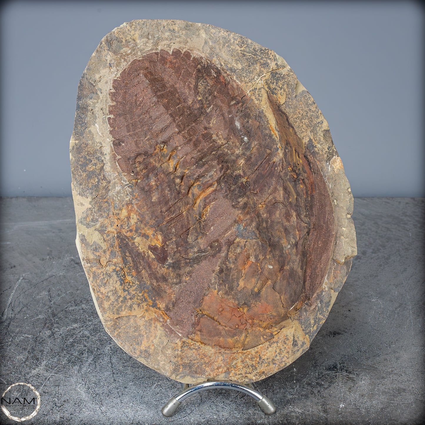 Fossil eines großen Trilobiten - Hollardops mesocristata, Marokko - 2147,38g