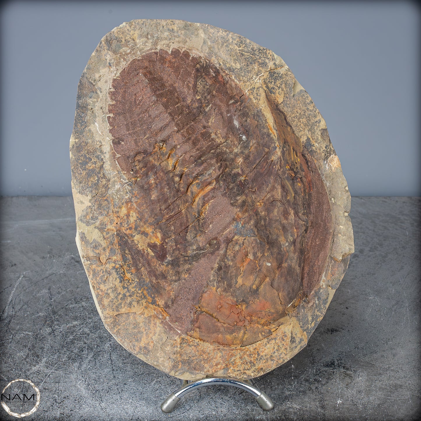 Fossil eines großen Trilobiten - Hollardops mesocristata, Marokko - 2147,38g