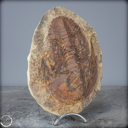 Fossil eines großen Trilobiten - Hollardops mesocristata, Marokko - 2147,38g