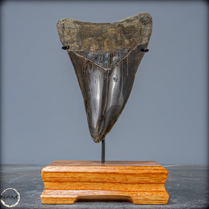 Natürlicher, Großer Megalodon-Zahn auf Ständer, Indonesien - 171,35g