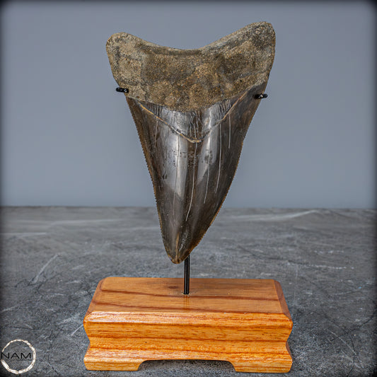 Natürlicher, Großer Megalodon-Zahn auf Ständer, Indonesien - 171,35g