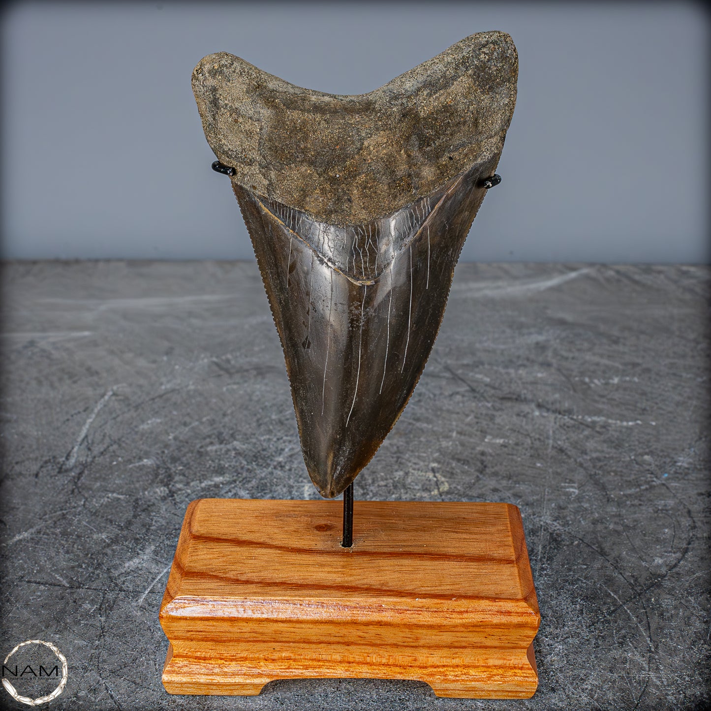 Natürlicher, Großer Megalodon-Zahn auf Ständer, Indonesien - 171,35g