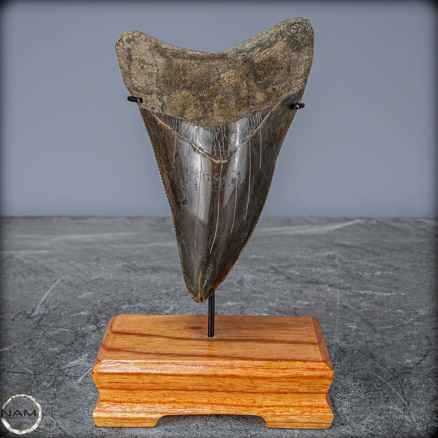 Natürlicher, Großer Megalodon-Zahn auf Ständer, Indonesien - 171,35g