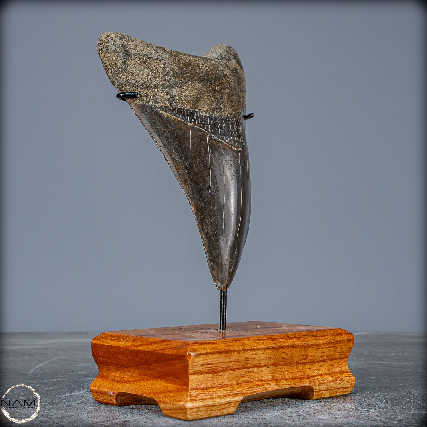 Natürlicher, Großer Megalodon-Zahn auf Ständer, Indonesien - 171,35g