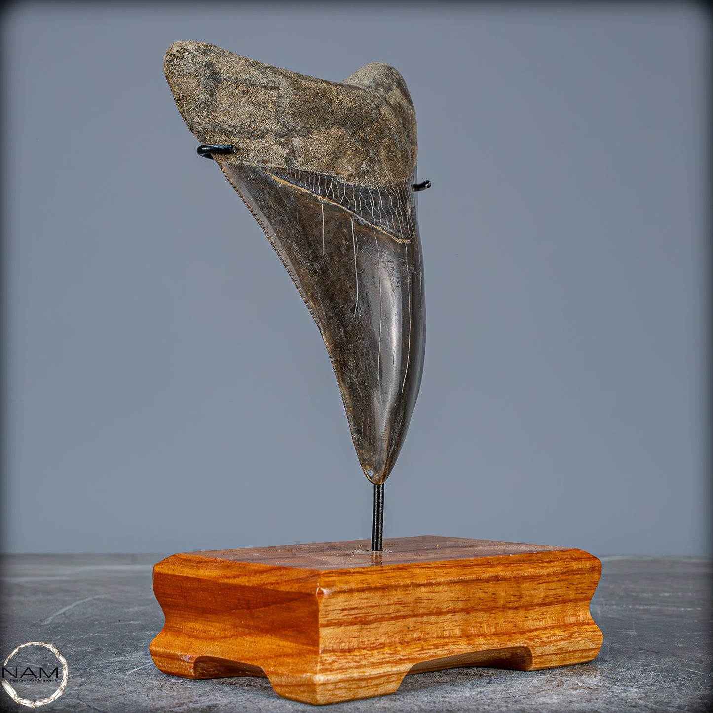 Natürlicher, Großer Megalodon-Zahn auf Ständer, Indonesien - 171,35g