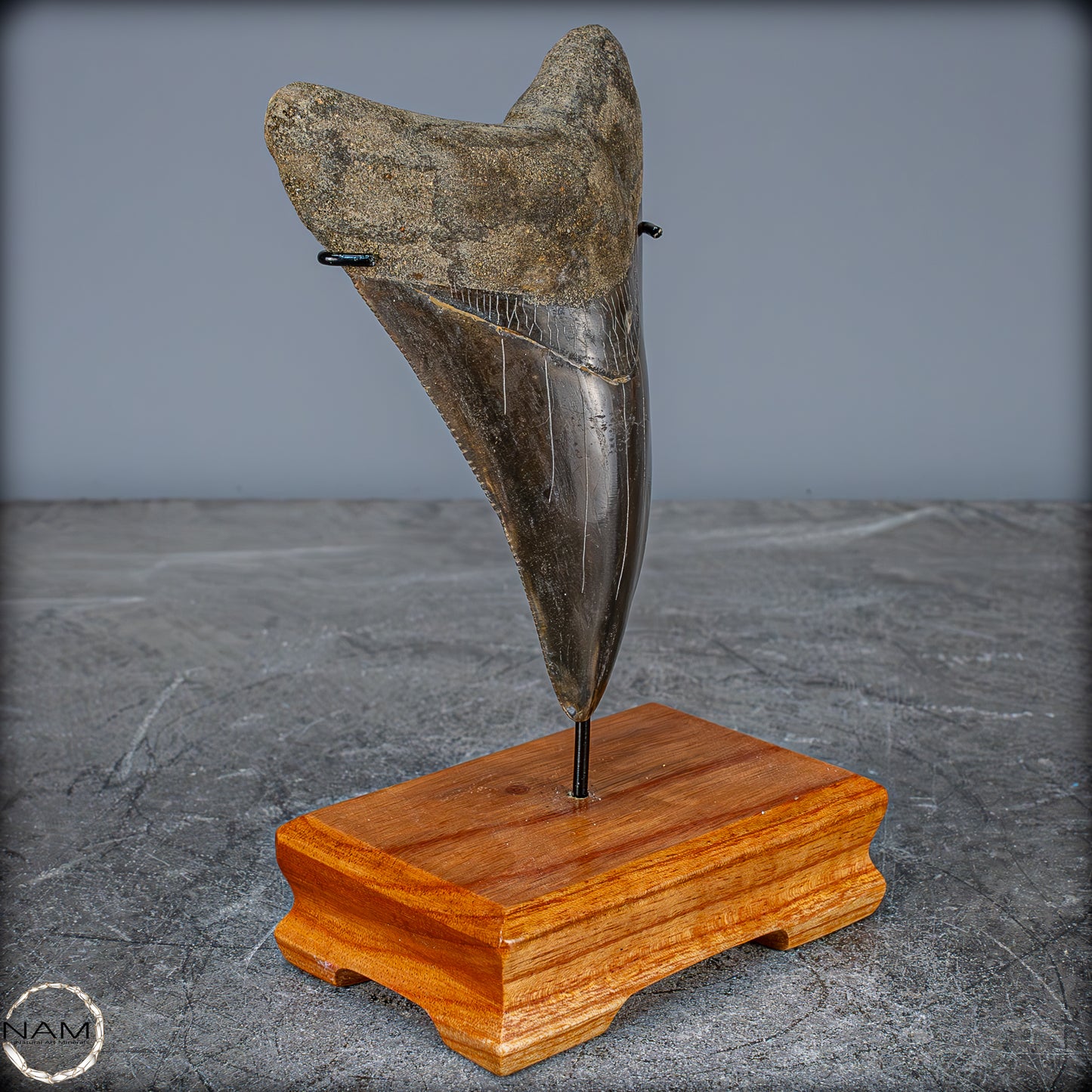 Natürlicher, Großer Megalodon-Zahn auf Ständer, Indonesien - 171,35g