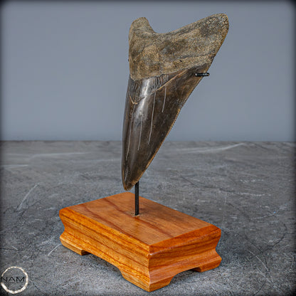 Natürlicher, Großer Megalodon-Zahn auf Ständer, Indonesien - 171,35g