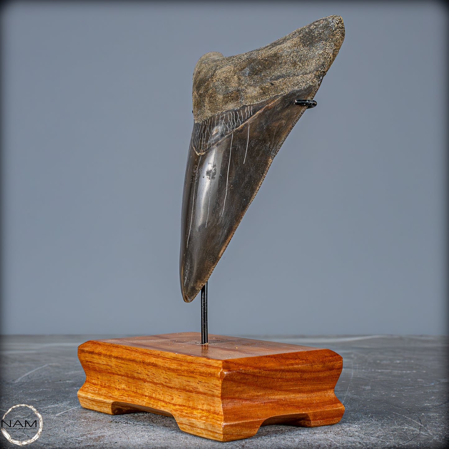 Natürlicher, Großer Megalodon-Zahn auf Ständer, Indonesien - 171,35g