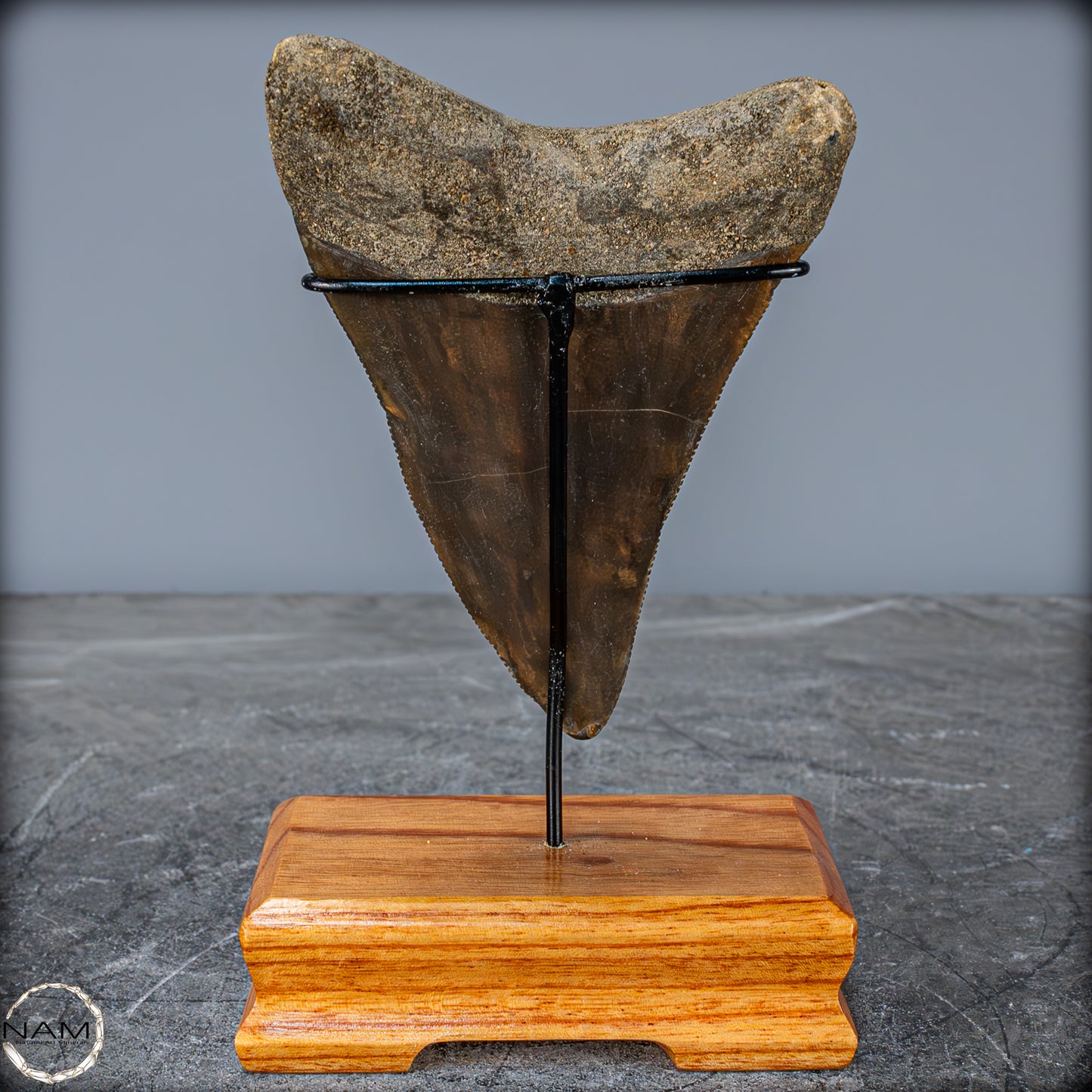 Natürlicher, Großer Megalodon-Zahn auf Ständer, Indonesien - 171,35g