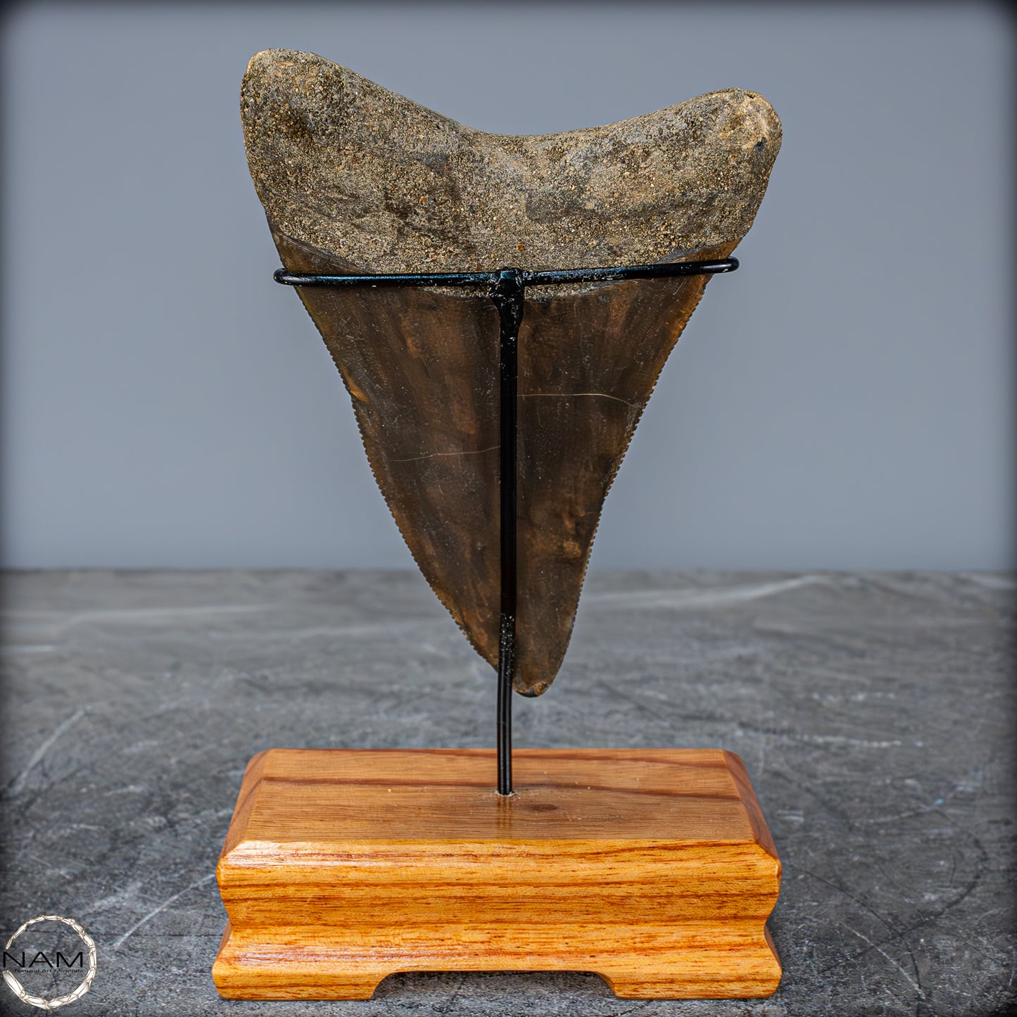 Natürlicher, Großer Megalodon-Zahn auf Ständer, Indonesien - 171,35g