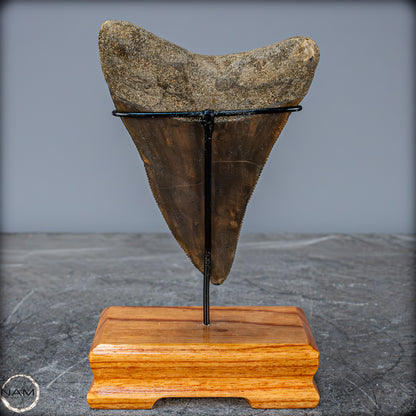 Natürlicher, Großer Megalodon-Zahn auf Ständer, Indonesien - 171,35g