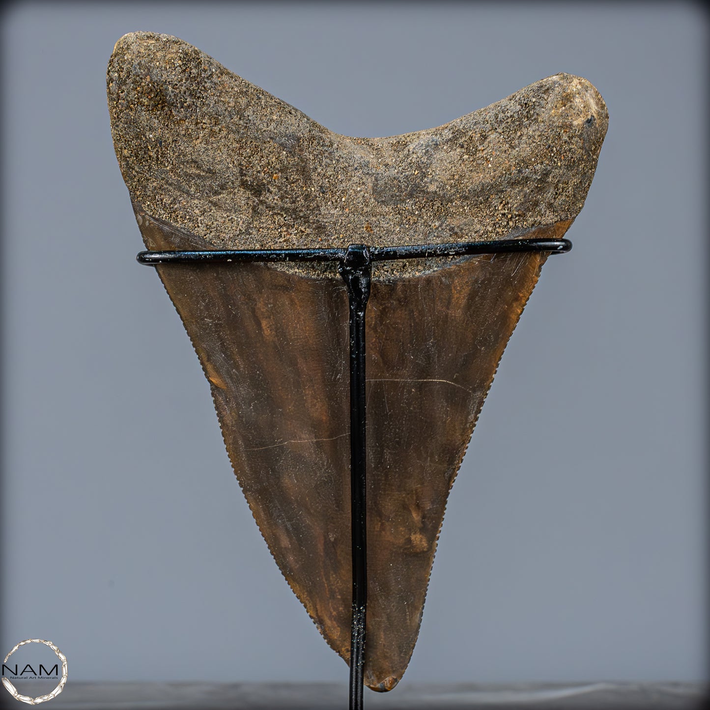 Natürlicher, Großer Megalodon-Zahn auf Ständer, Indonesien - 171,35g