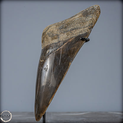 Natürlicher, Großer Megalodon-Zahn auf Ständer, Indonesien - 171,35g