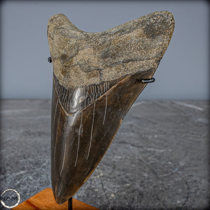 Natürlicher, Großer Megalodon-Zahn auf Ständer, Indonesien - 171,35g