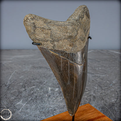 Natürlicher, Großer Megalodon-Zahn auf Ständer, Indonesien - 171,35g