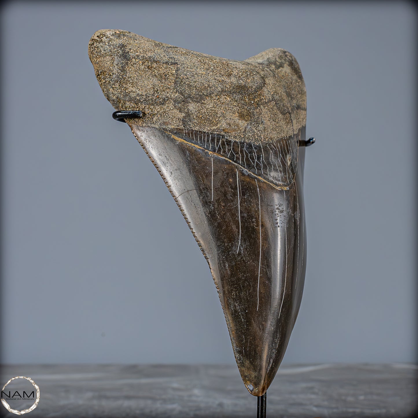 Natürlicher, Großer Megalodon-Zahn auf Ständer, Indonesien - 171,35g