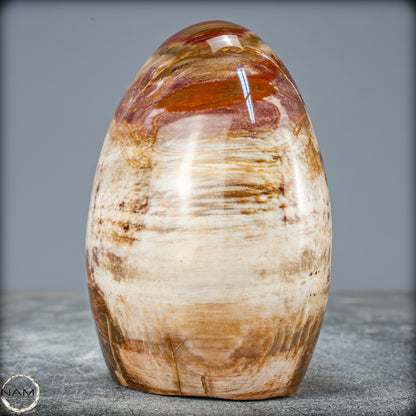 Natürliche Kristall-Freiform aus Versteinertem Holz  - 698,35g