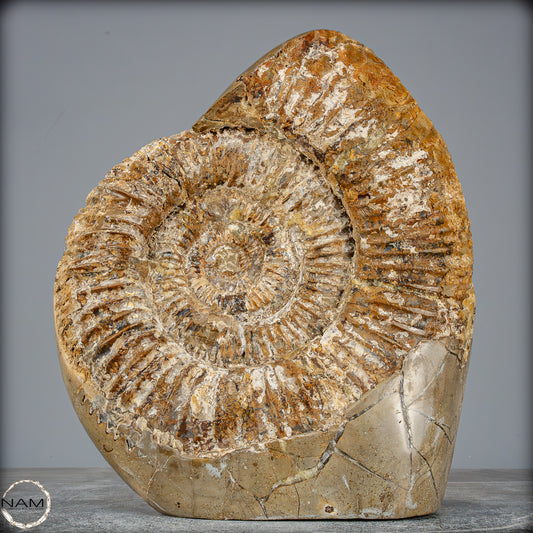 Natürliches Ammoniten-Fossil in Septarien-Matrix, sehr selten - 6119,15g