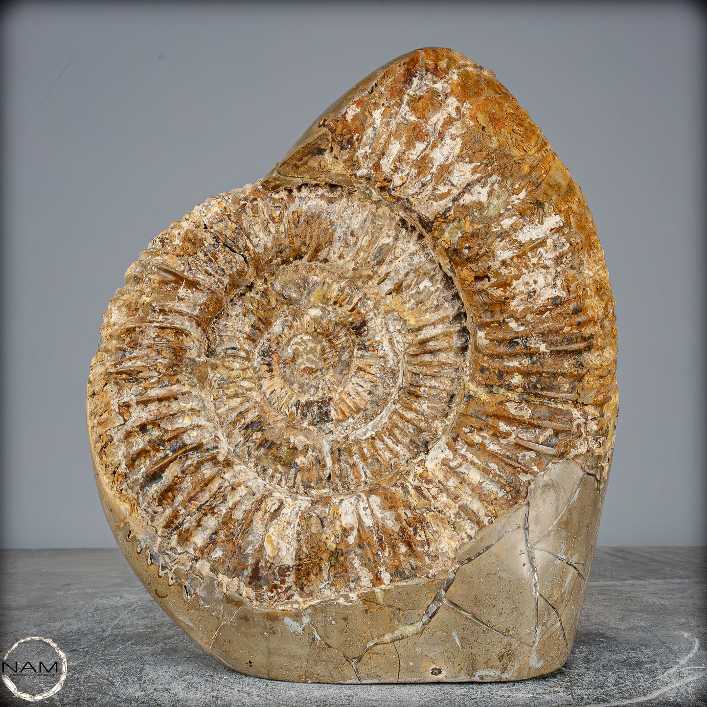 Natürliches Ammoniten-Fossil in Septarien-Matrix, sehr selten - 6119,15g