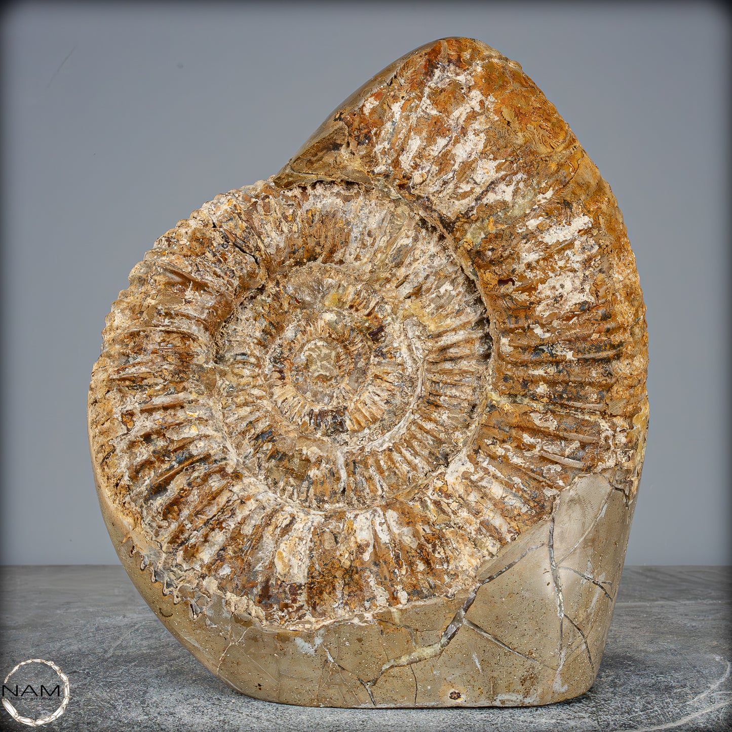 Natürliches Ammoniten-Fossil in Septarien-Matrix, sehr selten - 6119,15g